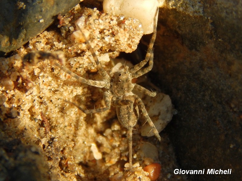 Lycosidae: Pardosa wagleri - Parco del Ticino (MI)